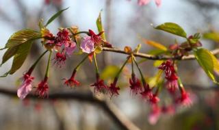 顾村公园樱花节